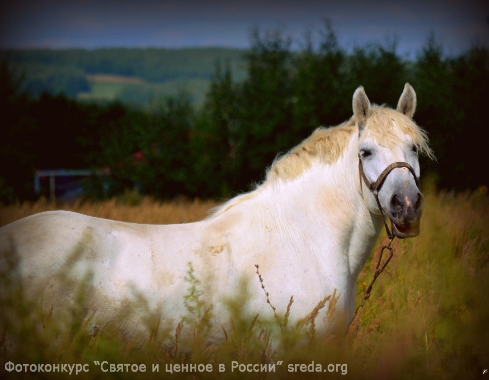 Цыганский конь : Фотоконкурс «Святое и ценное в России»