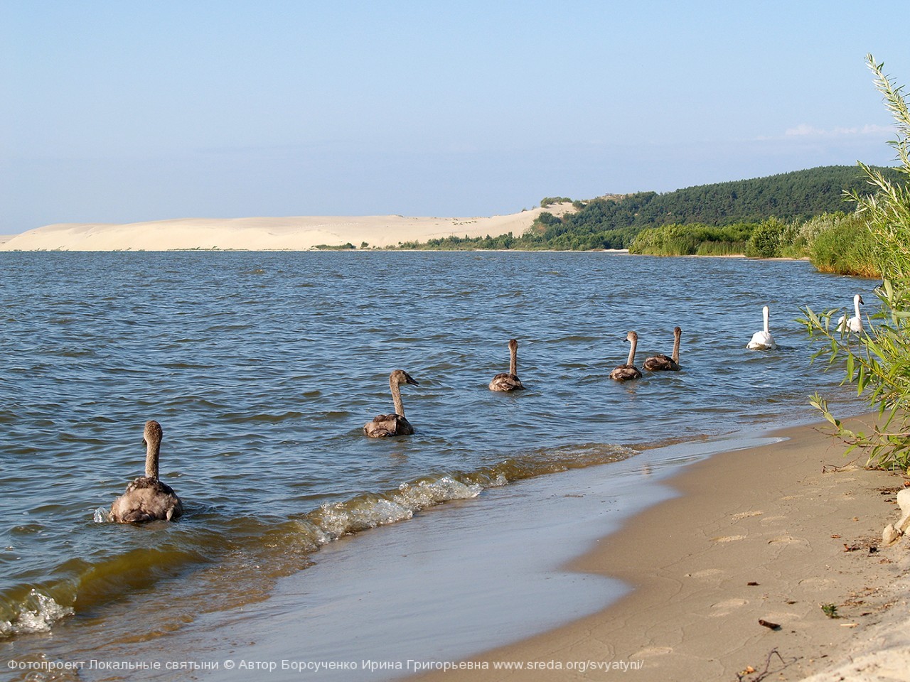 Лебединая семья у берегов Куршской косы