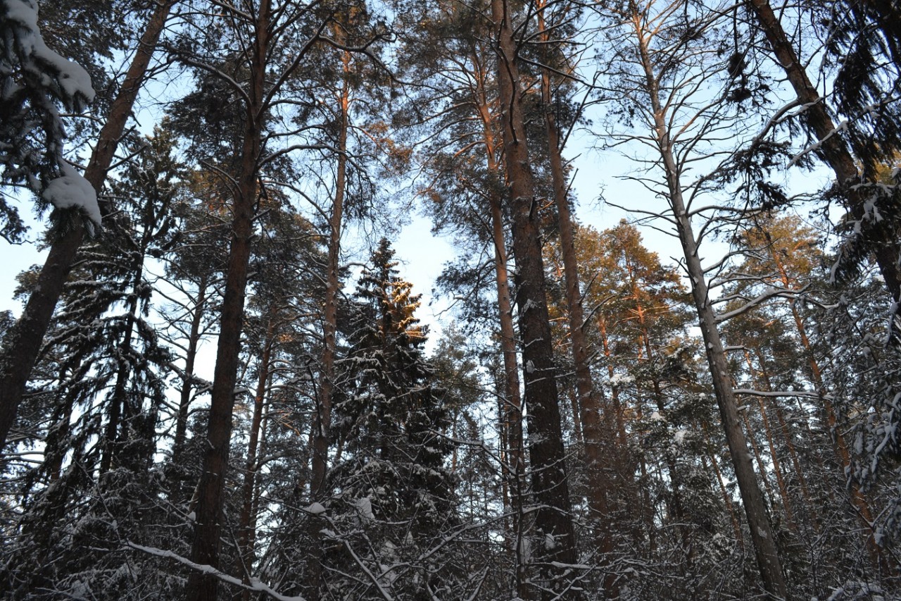 Шишкинский размер