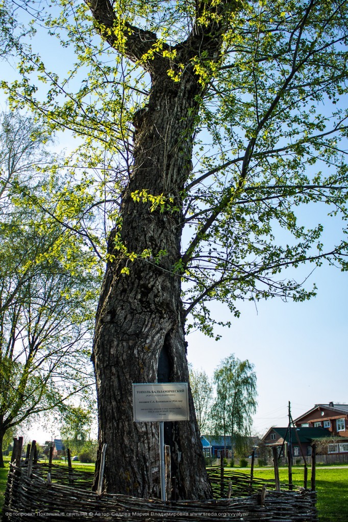 Дерево памяти на Родине С.Есенина
